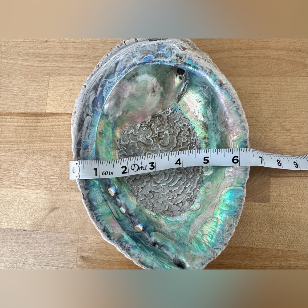 Large Abalone Shell Dish - Picture 9 of 15